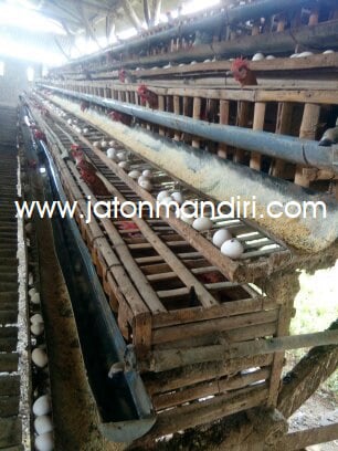 Telur Kampung Omega3, Telur Jaton