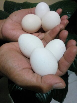 Telur Kampung Omega3, Telur Jaton