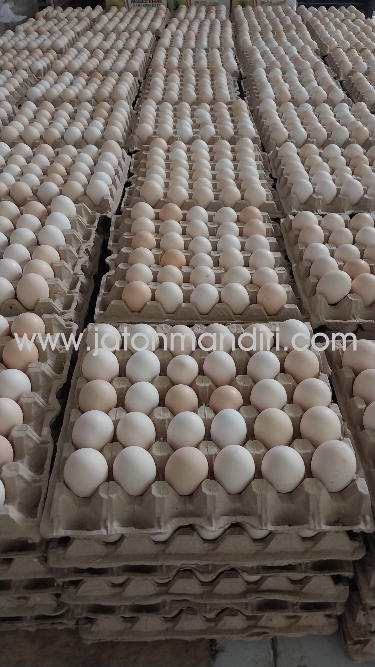 Telur Kampung Omega3, Telur Jaton