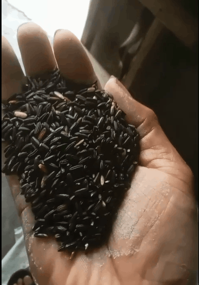 Ketan hitam, tepung ketan hitam, ketan hitam jaton