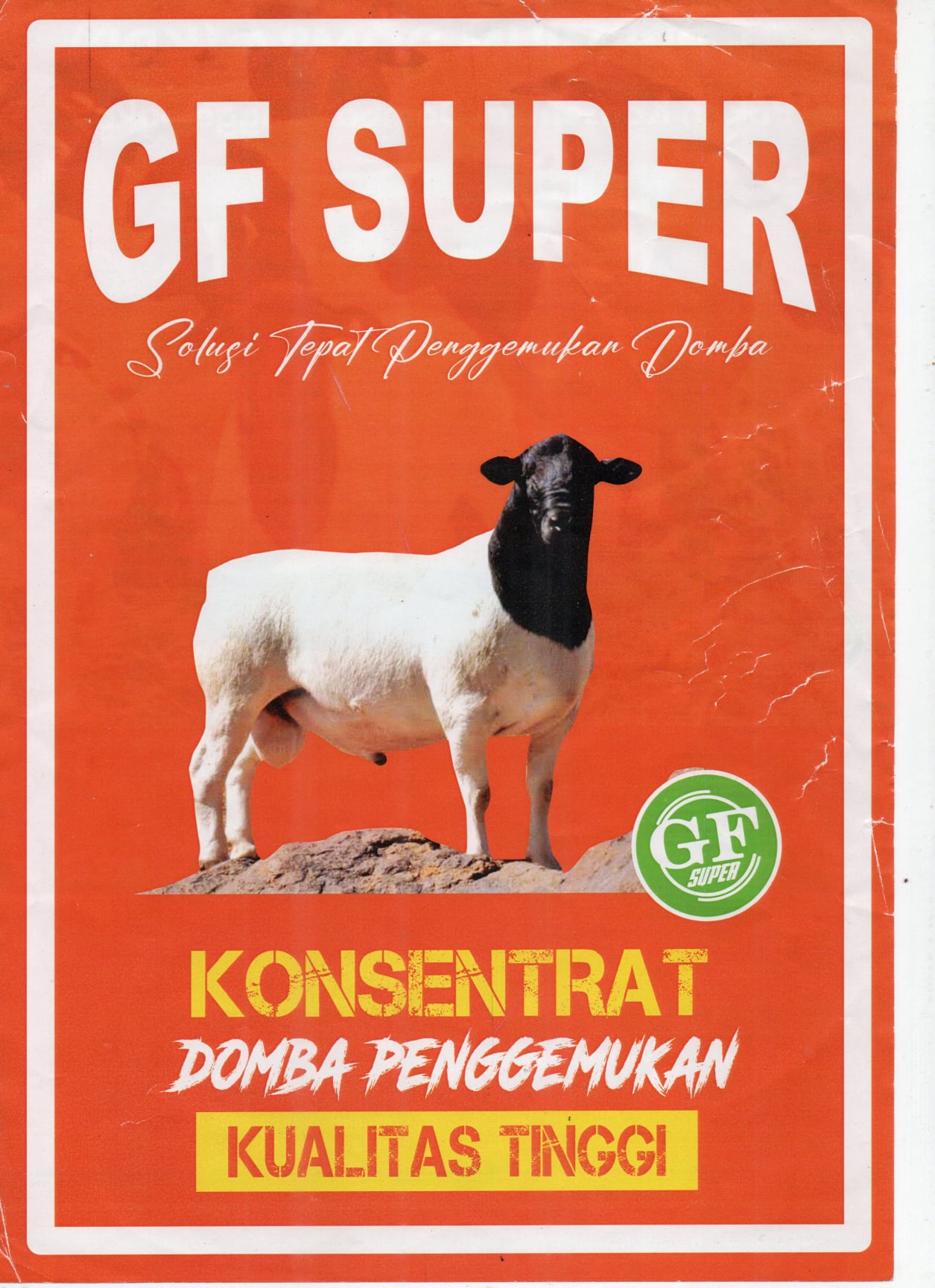 Konsentrat domba, konsentrat sapi