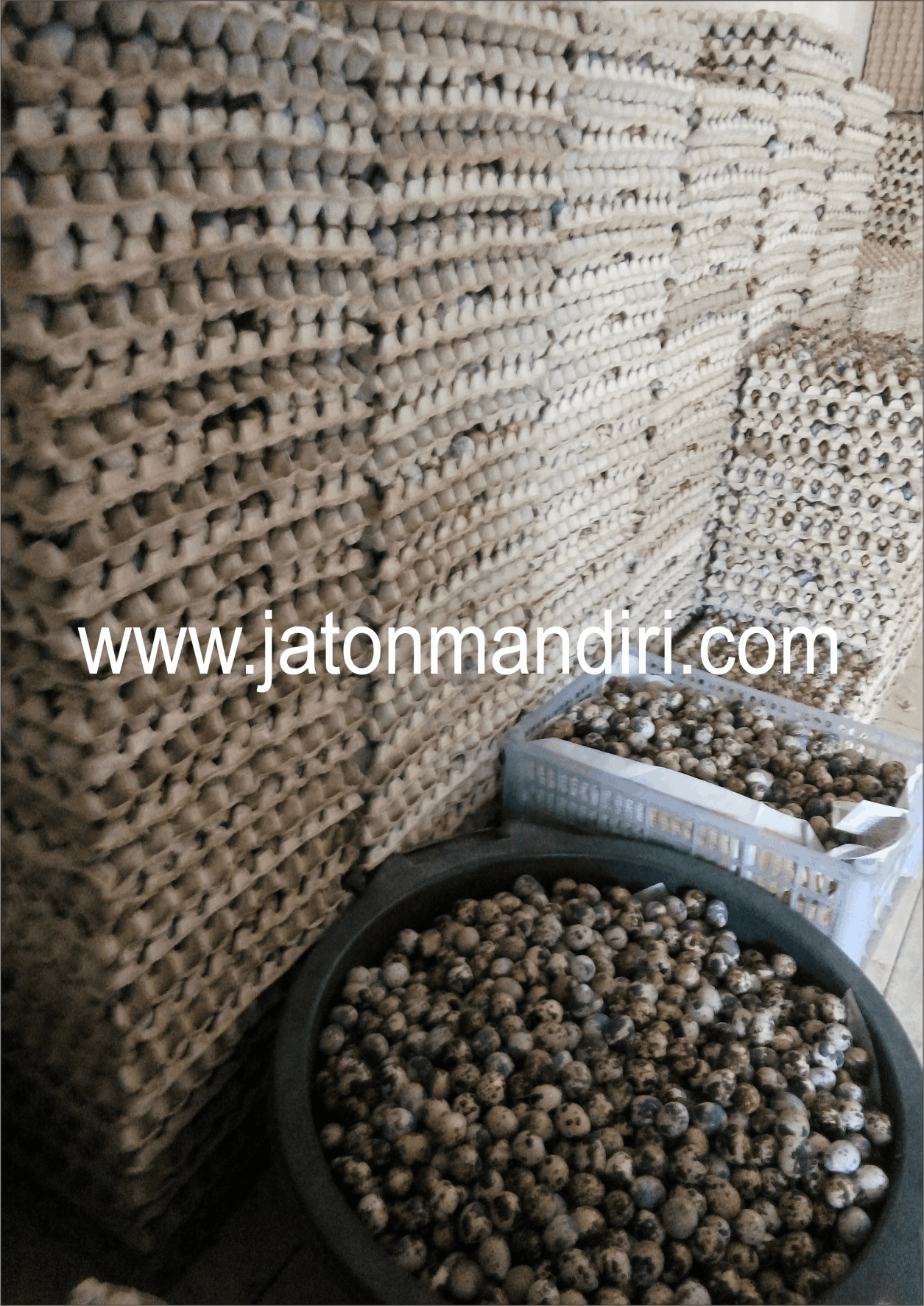 Telur Puyuh Jaton, Jaton Mandiri