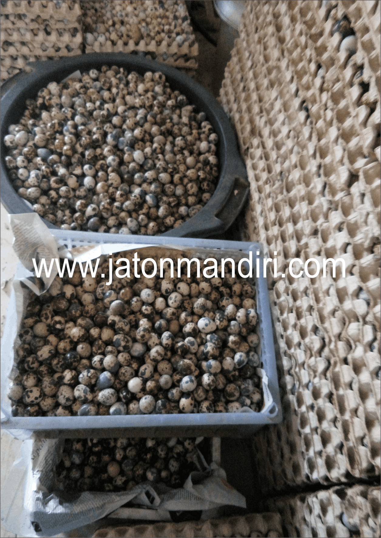 Telur Puyuh Jaton, Jaton Mandiri
