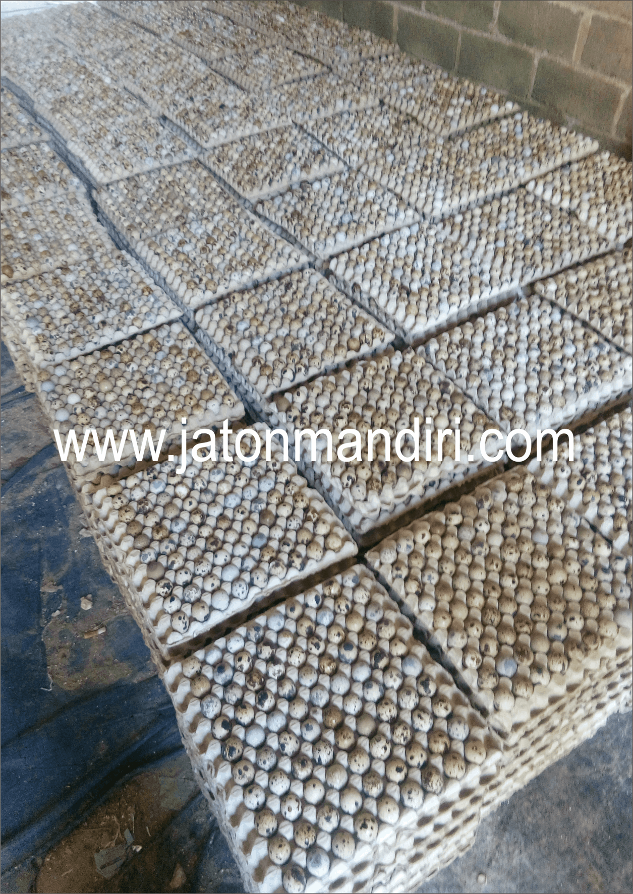 Telur Puyuh Jaton, Jaton Mandiri