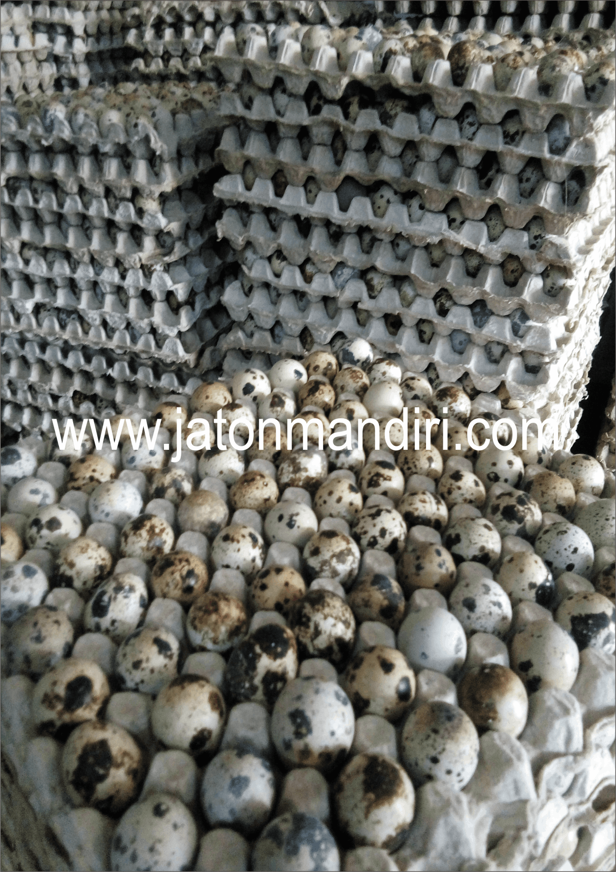 Telur Puyuh Jaton, Jaton Mandiri