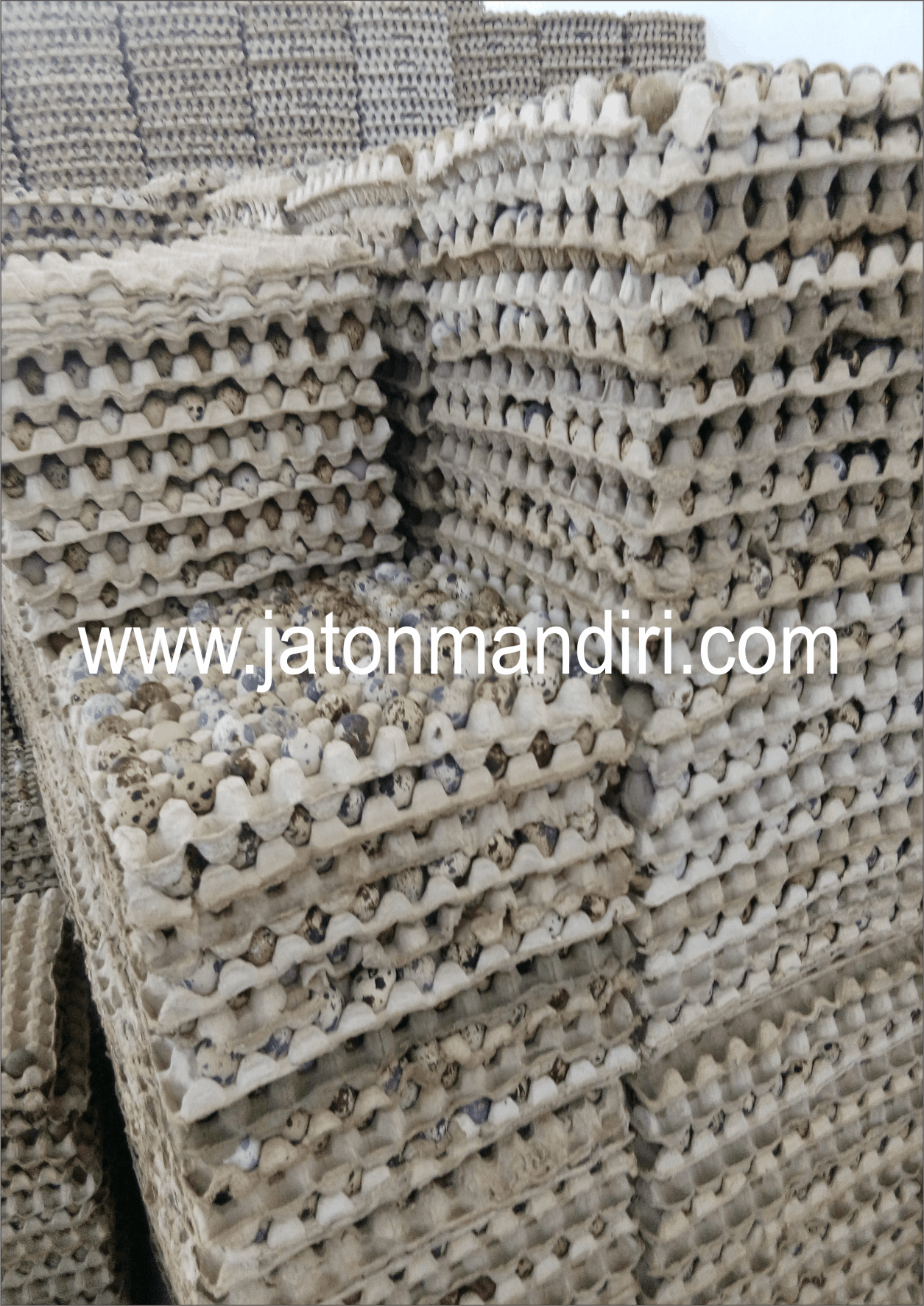 Telur Puyuh Jaton, Jaton Mandiri