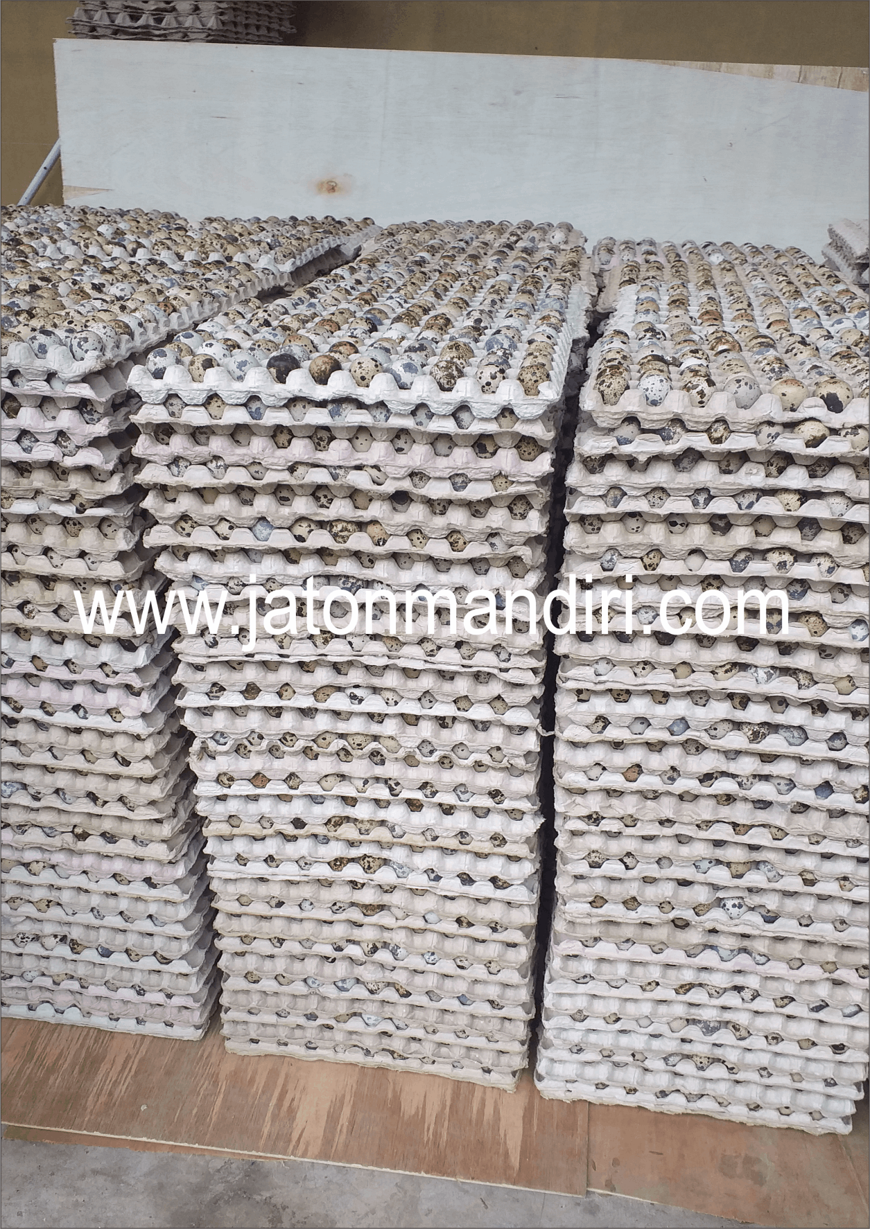 Telur Puyuh Jaton, Jaton Mandiri