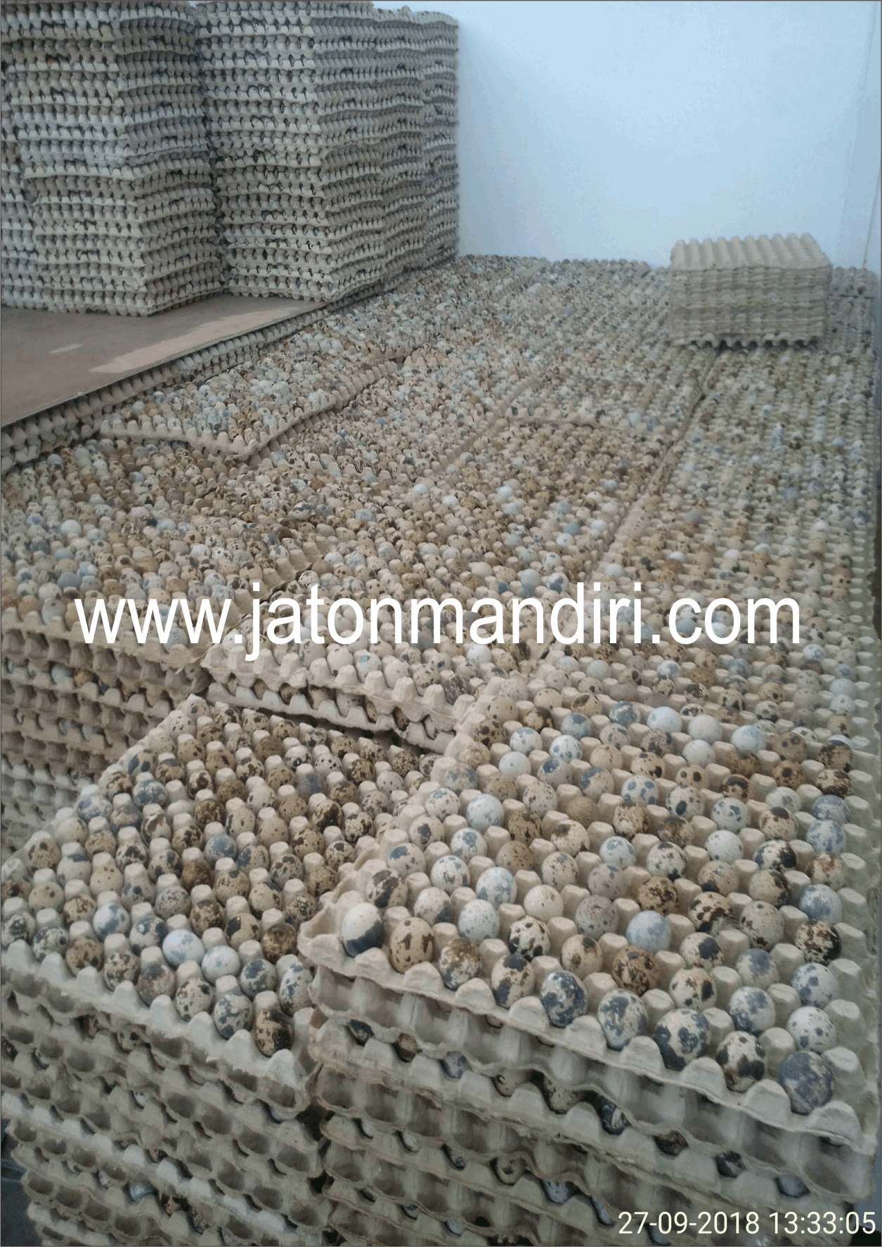 Telur Puyuh Jaton, Jaton Mandiri