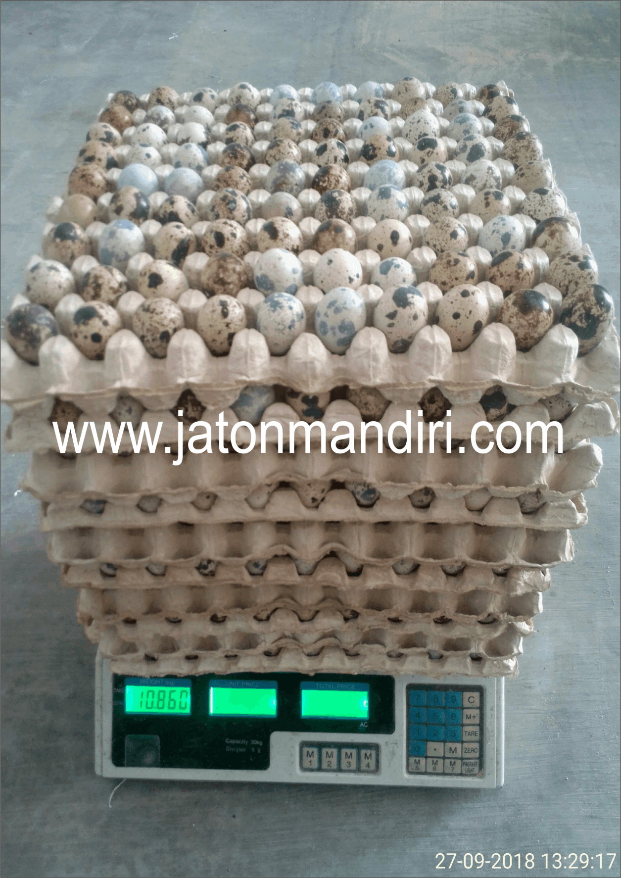 Telur Puyuh Jaton, Jaton Mandiri