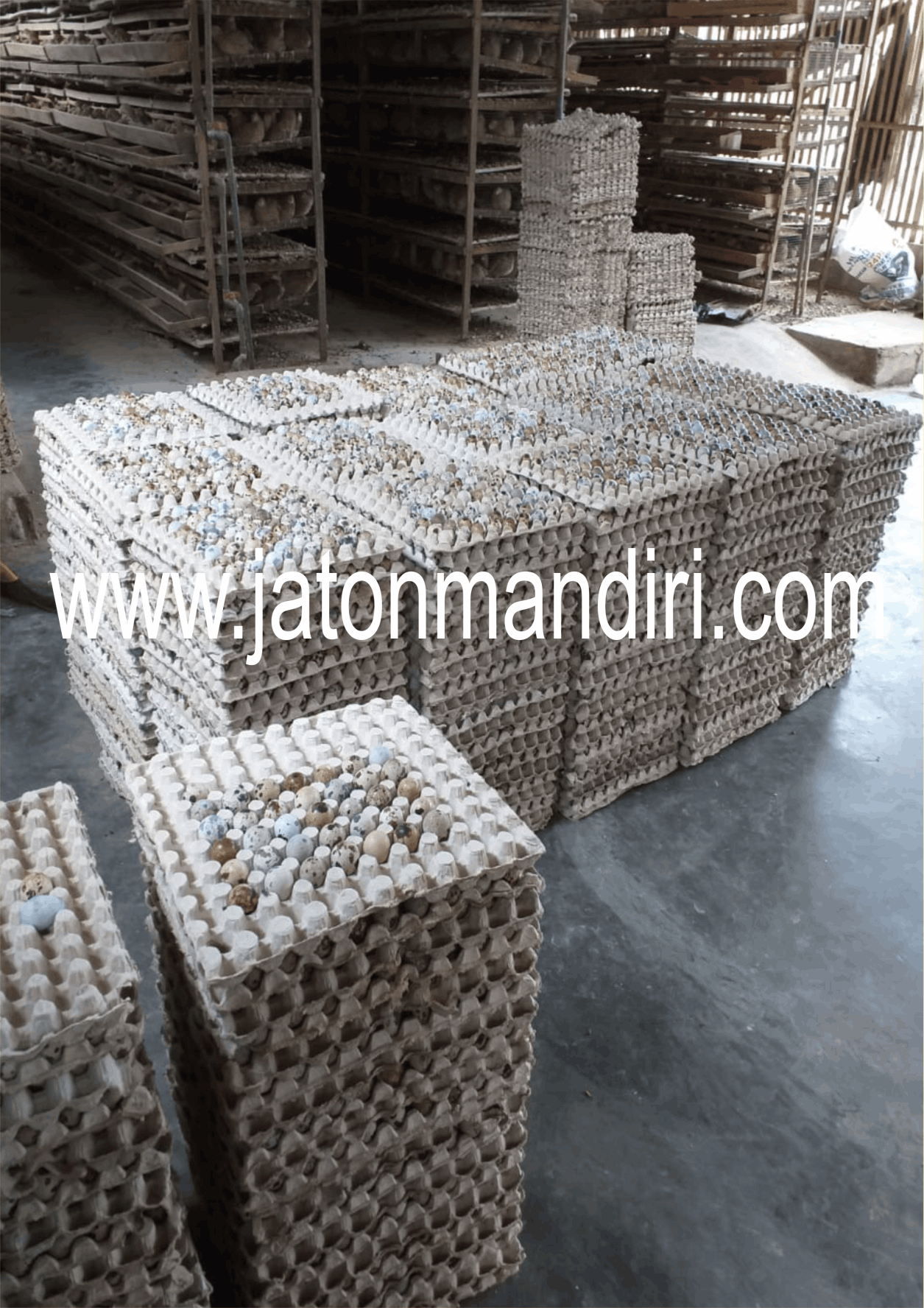 Telur Puyuh Jaton, Jaton Mandiri