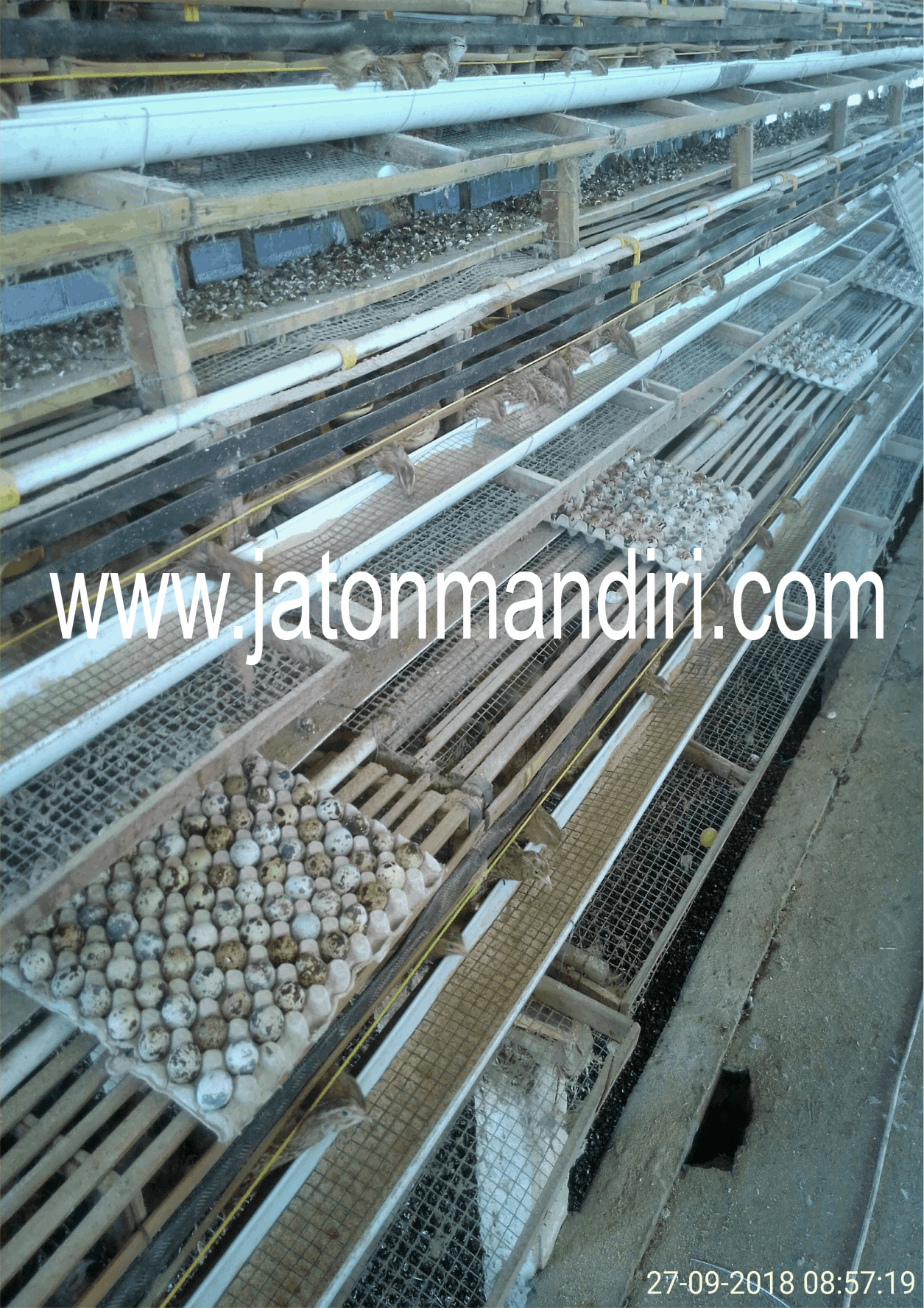 Telur Puyuh Jaton, Jaton Mandiri