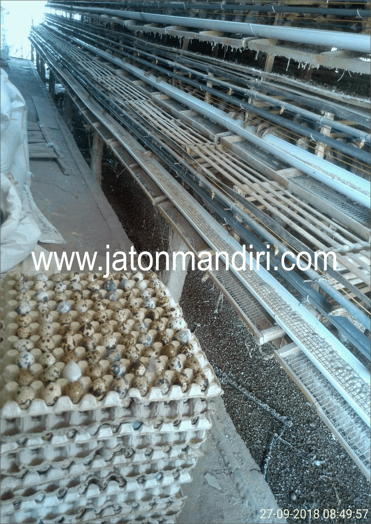 Telur Puyuh Jaton, Jaton Mandiri