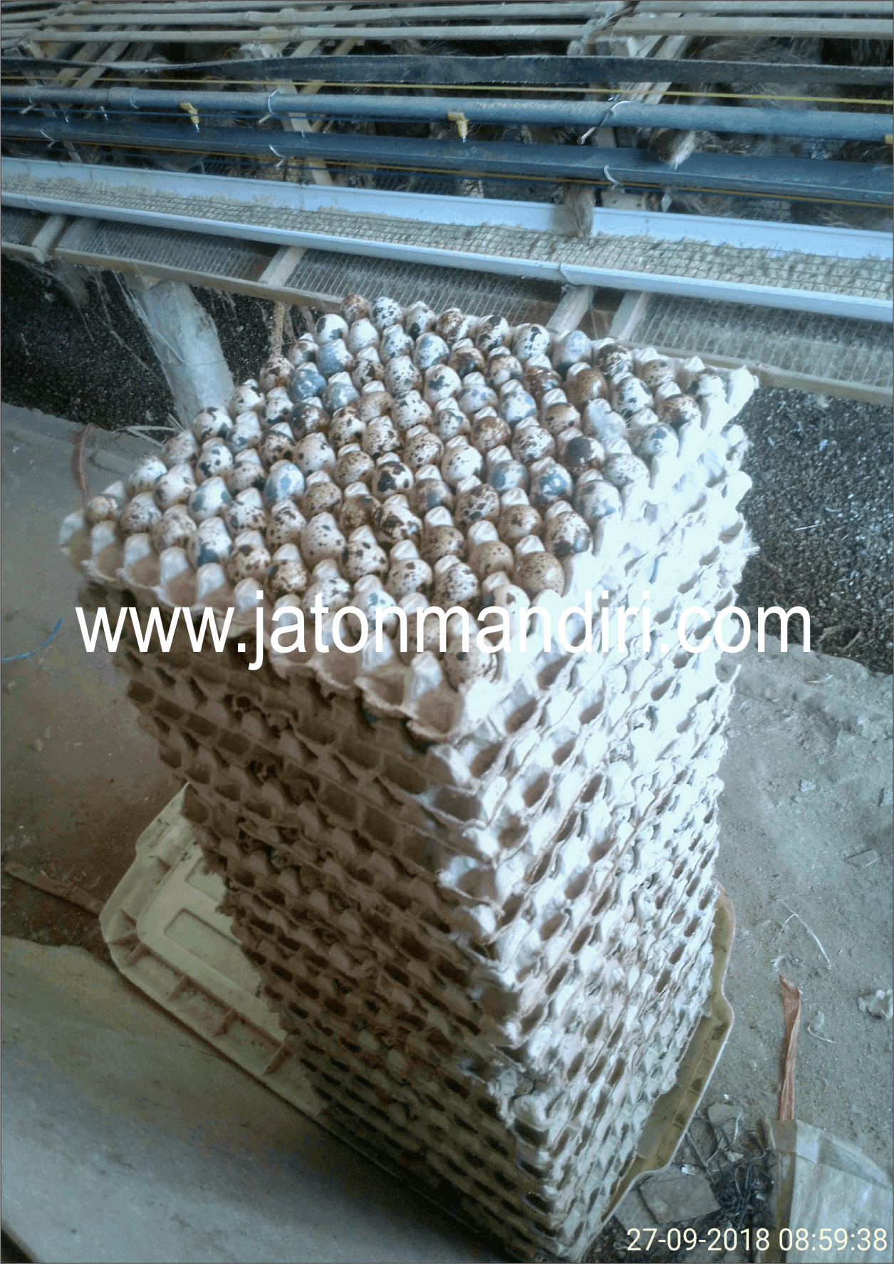 Telur Puyuh Jaton, Jaton Mandiri