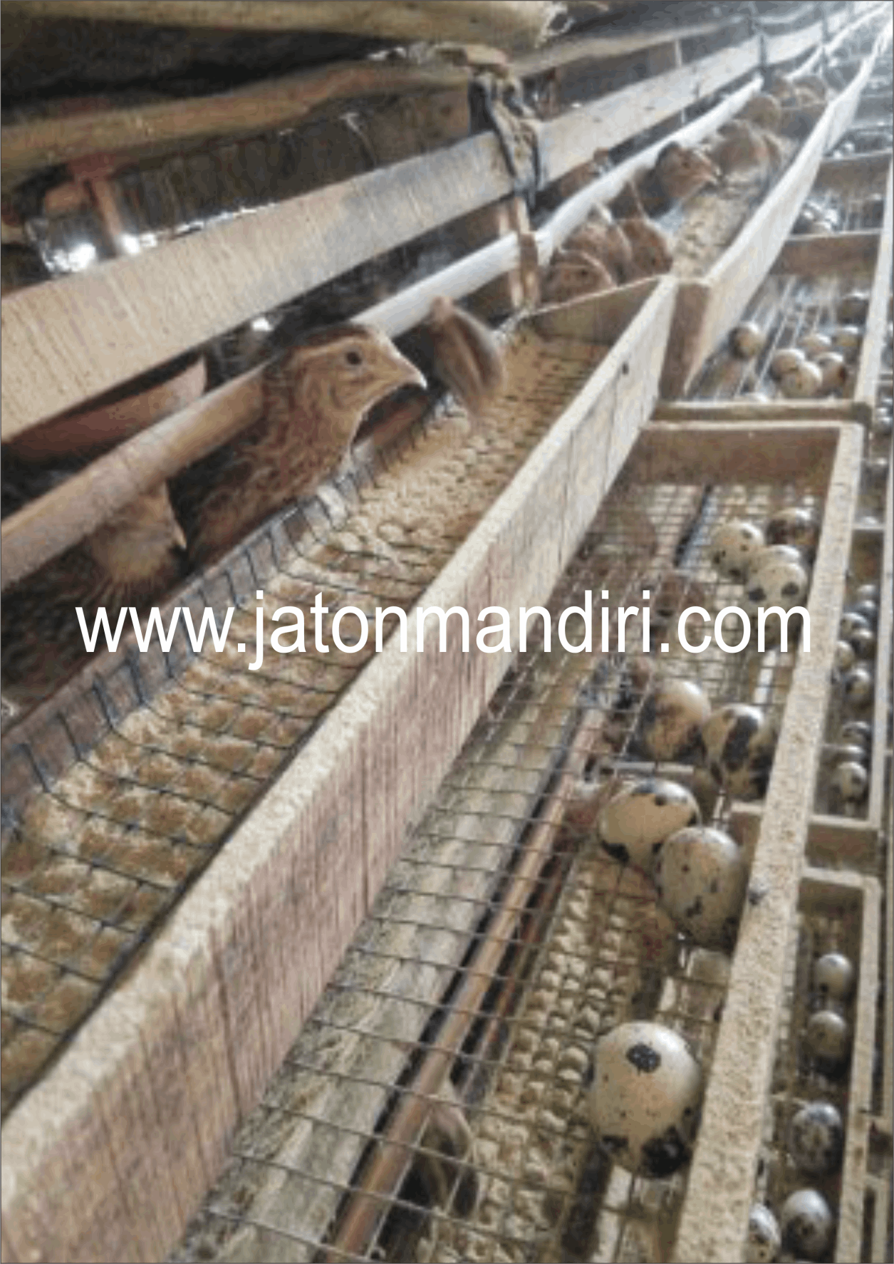 Telur Puyuh Jaton, Jaton Mandiri