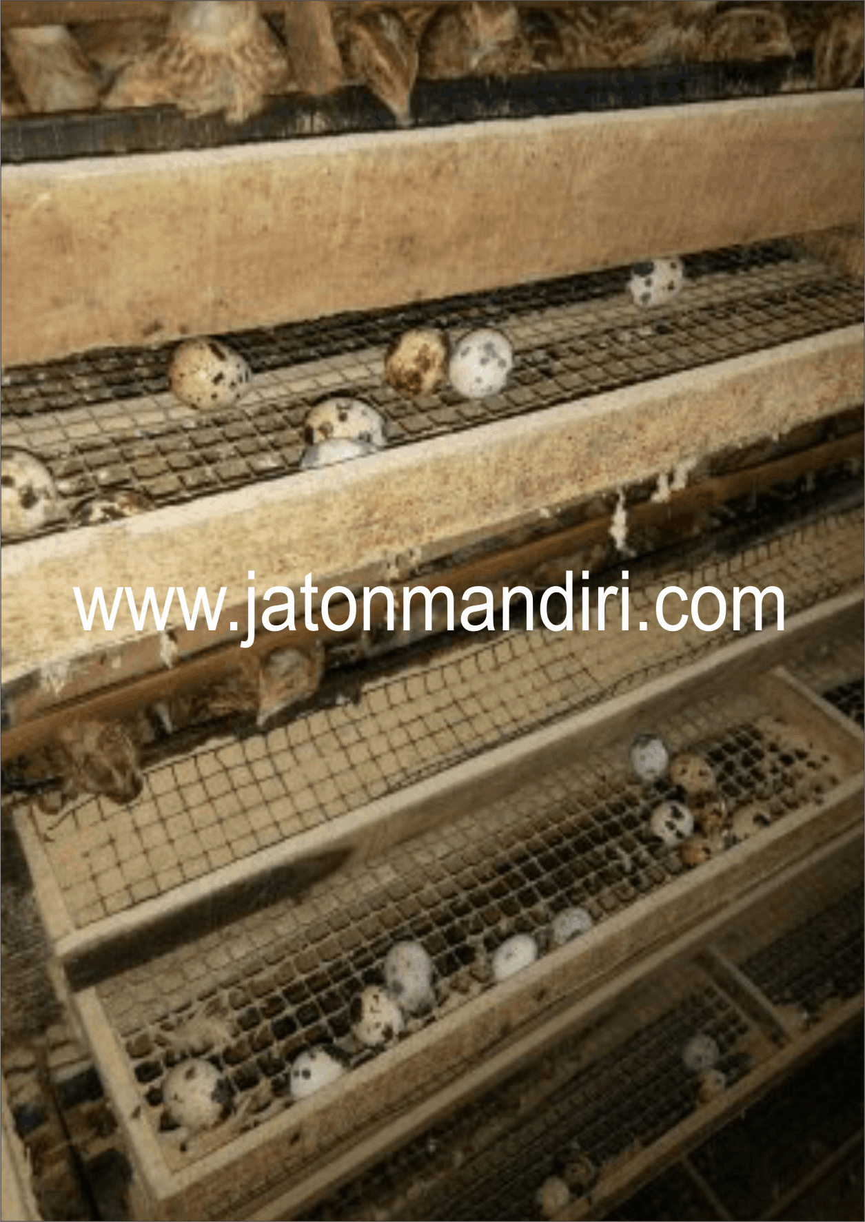 Telur Puyuh Jaton, Jaton Mandiri
