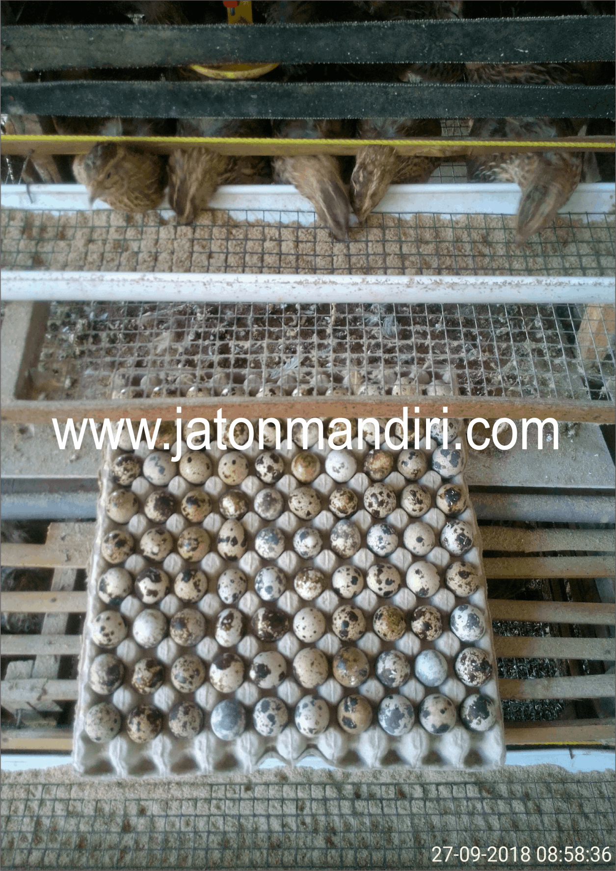 Telur Puyuh Jaton, Jaton Mandiri