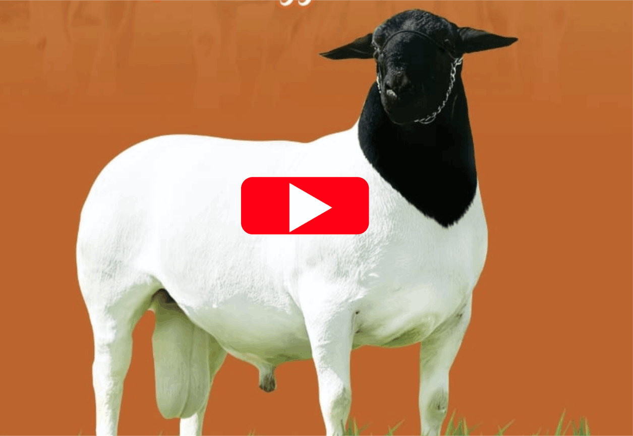 Konsentrat penggemukan domba, kambing, sapi