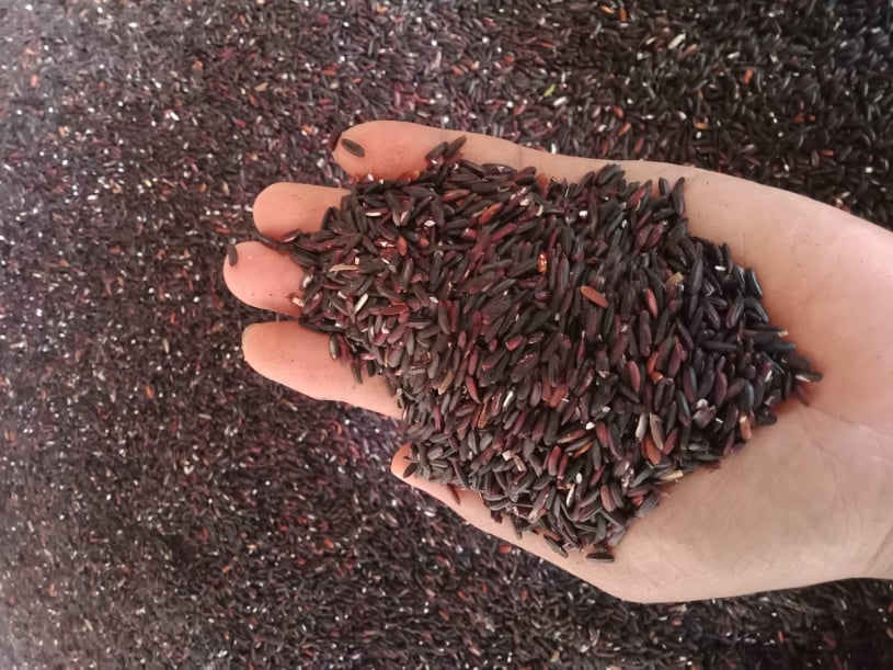 Ketan hitam, tepung ketan hitam, ketan hitam jaton