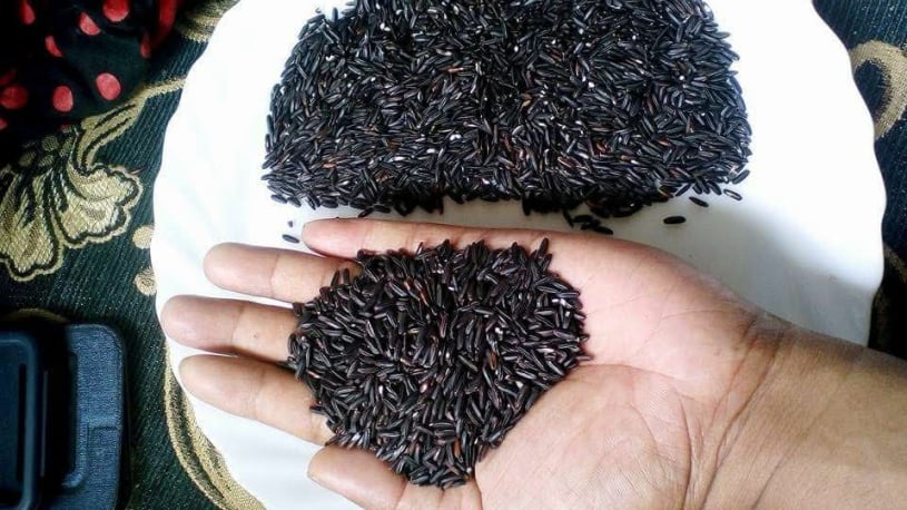 Ketan hitam, tepung ketan hitam, ketan hitam jaton